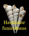 Haustator funiculosus, Deshayes 1832