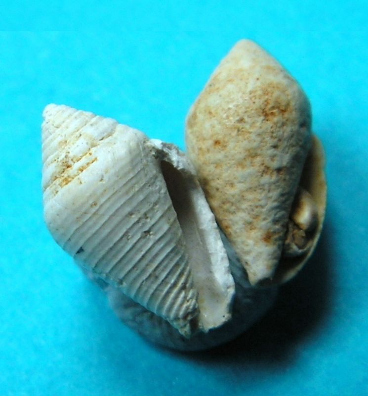 Conidae - † Hemiconus granulifer (Grateloup, 1835) - Aquitanien (St Martin d'Oney 40 ?) Hemigran19