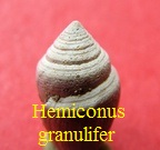 Hemiconus granulifer, Grateloup 1835
