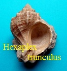 Hexaplex trunculus fossile tunisie
