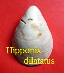 Hipponix dilatatus, Lamarck 1802