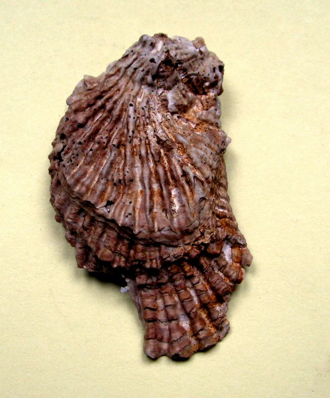 multicostata