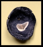 cubitostrea