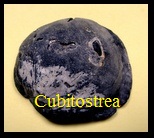 Cubitostrea