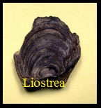 liostrea delta