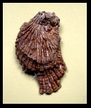 multicostata