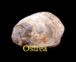 Ostrea fossiles