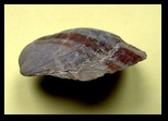 Ostrea fossiles
