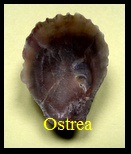 Ostrea fossile