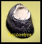 saccostrea