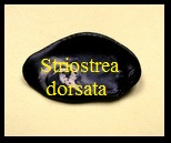striostrea dorsata