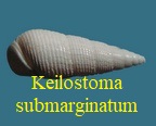 Keilostoma submarginatum, A d’Orbigny 1850