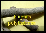 Kuphus polythalamia. Linné 1767