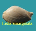 Leda emarginata, Lamarck 1819