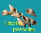 Littorina prevostina