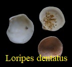 Loripes dentatus, Defrance 1823