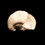 Lucina columbella, Lamarck 1818
