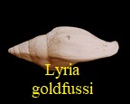 Lyria (s.str.) goldfussi, Deshayes 1865
