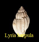 Lyria harpula, Lamarck 1803