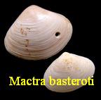 Mactra basteroti, Mayer 1853