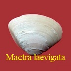 Mactra laevigata, Defrance 1824