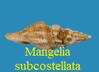 Mangelia (Clathurella) subcostellata, Deshayes 1865