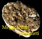 Megacardita jouanneti, Basterot 1825