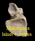 Melogena lainei + Ostrea digitalina