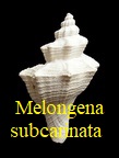 Melongena subcarinata, Lamarck 1803