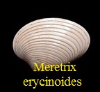Meretrix (Callista) erycinoides, Lamarck 1806