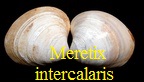 Meretrix (Cordiopsis) intercalaris, Cossmann & Peyrot 1911