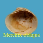 Meretrix obliqua, Deshayes 1857