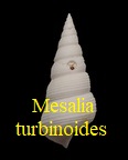 Mesalia turbinoides, Deshayes 1833