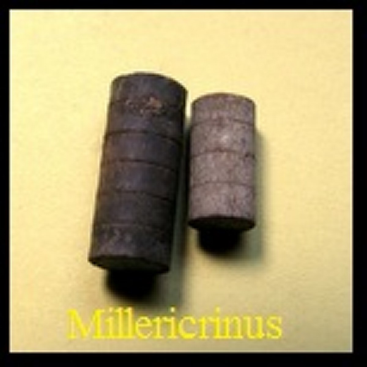 Millericrinus