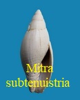Mitra subtenuistria, Dujardin 1837