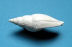 Mitraria elongata, Lamarck 1803