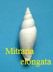 Mitraria elongata, Lamarck 1803