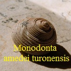 Monodonta amedei turonensis
