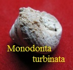 Monodonta turbinata, Born 1778