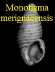 Monotigma merignacensis, Cossmann & Peyrot 1917