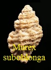 Murex (Favartia) suboblonga, d' Orbigny 1850
