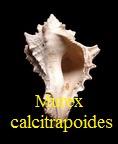 Murex (Poirieria) calcitrapoides, Lamarck 1822