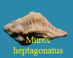 Murex heptagonatus, Bronn 1831