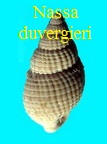 Nassa (Amycla) duvergieri, Peyrot 1924