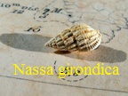 Nassarius (Phrontis) girondica, Peyrot 1924