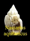 Nassarius aquitanicus, Mayer 1858