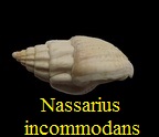 Nassarius (Phrontis) incommodans, Peyrot 1924