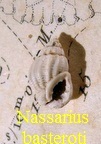 Nassarius basteroti, Michelotti 1847