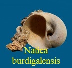 Natica burdigalensis, Mayer 1864 