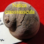Natica multipunctata burdigalensis